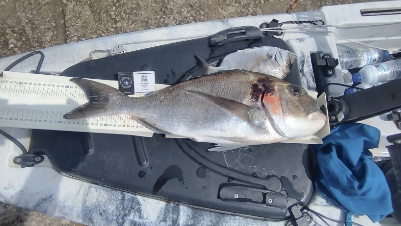 Fish Measure Picture